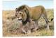 Gabon - Gabonaise - Lion - Loewe - 2x Nice Stamps - Gabun