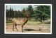 ANIMALS - ANIMAUX - ELK - WAPITI - CERVUS CANADENSIS -PAR G. MORRIS - Autres & Non Classés