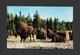 ANIMALS - ANIMAUX - BISON LOWER GEYSER BASIN - YELLOWSTONE NATIONAL PARK - BY HAYNES STUDIOS - Autres & Non Classés