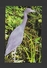 ANIMALS - ANIMAUX - EVERGLADES NATIONAL PARK - GREAT BLUE HERON WHICH ATTAINS A WING SPAN OF 56 INCHES BY MURPHY BROS. - Vogels
