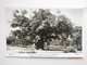 Postcard The Major Oak Sherwood Forest Edwinstowe Nottinghamshire By Frith My Ref B11092 - Other & Unclassified