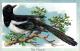 [DC9025] CPA - THE MAGPIE - PICA CAUDATA - TUCK&acute;S POST CARD IN RILIEVO - Viaggiata - Old Postcard - Uccelli