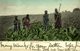 1906  ZULU WOMEN IN A CORNFIELD   AFRIQUE DU SUD SUDAFRICA  South Africa  - - Sudáfrica