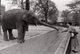 3 Photos Originales Animal De Zoo - Eléphant Venant Récupérer De La Nourriture Dans Une Main Féminine - Trompe Allongée - Personnes Identifiées