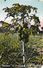 Papaye Et Papayer: Pawpaw In Pineapple Field, Florida - Arbres