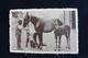 P 210 /  Chocolat - Martougin, Chevaux   -  Jument Et Son Petit, Circulé En . - Collections & Lots