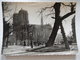 CPSM  - (75) - PARIS EN FLANANT - NOTRE DAME VUE DU SQUARE VIVIANI - ANIMEE - PHOTO CARTE - C1961 - R1700 - Other & Unclassified