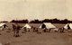 REAL PHOTO POSTCARD  CAMELS USED FOR TRANSPORT    INDIA - India