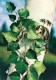 Silver Birch - Betula Pendula - Medicinal Plants - 1983 - Russia USSR - Unused - Geneeskrachtige Planten