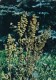 Rumex Confertus - Medicinal Plants - 1983 - Russia USSR - Unused - Medicinal Plants
