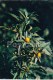 Three-lobe Beggarticks - Bidens Tripartita - Medicinal Plants - 1983 - Russia USSR - Unused - Plantes Médicinales