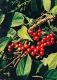Five-flavor Berry - Schisandra Chinensis - Medicinal Plants - 1983 - Russia USSR - Unused - Geneeskrachtige Planten