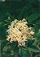 Elder - Sambucus Nigra - Medicinal Plants - 1983 - Russia USSR - Unused - Geneeskrachtige Planten