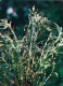 Marsh Cudweed - Gnaphalium Uliginosum - Medicinal Plants - 1983 - Russia USSR - Unused - Geneeskrachtige Planten