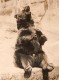 USA? Ours Brun? Zoo Non Identifie Ancienne Photo 1930 - Other & Unclassified