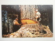 Postcard Caution Muscles At Work Under Cut Tree Log Logging In Washington & Oregon  My Ref B11260 - Other & Unclassified