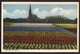 Nederland 1947, Bloembollenvelden, Ingekleurd, Gelopen - Bloemen
