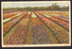 Nederland 1948, Bloembollenvelden, Tulpen, Ingekleurd, Gelopen - Bloemen