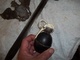 Lot 14/18 : Grenade, Baionnette. - Sammlerwaffen