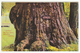 Jumbo, Big Tree Grove, Santa Cruz, California, C.1905-10 - Scheff Postcard - Other & Unclassified
