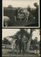 PRINCE OF WALES EDWARD 8th AUSTRALIA ROYAL TOUR SHEEP COWS AGRICULTURE 1920 - Famous People