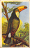 Delcampe - Lot 7 Chromos Aiglon Oiseaux - Aiglon