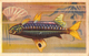 Delcampe - Lot 9 Chromos Aiglon - Poissons - Aiglon