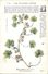 -themes Div- Ref R660- Illustrateurs - Illustrateur Fleurs - Plantes Medicinales -les Plantes Utiles - Mauve Petite  - - Plantas Medicinales