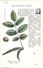 -themes Div- Ref R658- Illustrateurs - Illustrateur Fleurs - Plantes Medicinales -les Plantes Utiles - Noyer  - - Plantes Médicinales