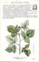 -themes Div- Ref R656- Illustrateurs - Illustrateur Fleurs - Plantes Medicinales -les Plantes Utiles - Framboisier  - - Geneeskrachtige Planten