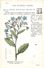 -themes Div- Ref R655- Illustrateurs - Illustrateur Fleurs - Plantes Medicinales -les Plantes Utiles - Bourrache - - Plantes Médicinales