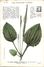 -themes Div- Ref R654- Illustrateurs - Illustrateur Fleurs - Plantes Medicinales -les Plantes Utiles -grand Plantain A - - Geneeskrachtige Planten