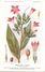 -themes Div- Ref R647- Illustrateurs - Illustrateur Fleurs - Plantes Medicinales -les Plantes Utiles-nicotiane Tabac - Geneeskrachtige Planten