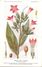 -themes Div- Ref R647- Illustrateurs - Illustrateur Fleurs - Plantes Medicinales -les Plantes Utiles-nicotiane Tabac - Plantes Médicinales