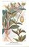 -themes Div- Ref R645- Illustrateurs - Illustrateur Fleurs Frantz - Plantes Medicinales - Compagnon Blanc - - Geneeskrachtige Planten