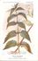 -themes Div- Ref R644- Illustrateurs - Illustrateur Fleurs Frantz - Plantes Medicinales - Ortie Blanche  - - Geneeskrachtige Planten