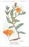 -themes Div- Ref R639- Illustrateurs - Illustrateur Fleurs Frantz - Plantes Medicinales - Souci Des Champs   - - Plantes Médicinales