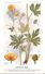 -themes Div- Ref R637- Illustrateurs - Illustrateur Fleurs Frantz - Plantes Medicinales - Renoncule Acre  - - Geneeskrachtige Planten