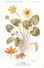 -themes Div- Ref R635- Illustrateurs - Illustrateur Fleurs Frantz - Plantes Medicinales - Ficaire - - Geneeskrachtige Planten