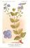 -themes Div- Ref R633- Illustrateurs - Illustrateur Fleurs Frantz - Plantes Medicinales - Veronique Germandrée - - Geneeskrachtige Planten