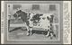 Auchenbay Mina, Grand Champion Ayrshire Cow, Royal Winter Fair, Toronto, 1923 - Strohmeyer Postcard - Cows