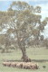 1980  View Card MUstering Sheep In The Austrlian Bush - &pound;2-G3 Used - Enteros Postales