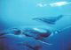 Polynésie Française- Baleine à Bosses Les Tuamotus TUAMOTU Humpback Whale - Blu / Cécile Flipo CS  34-(Tahiti)*PRIX FIXE - Polynésie Française