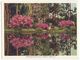 Delcampe - Mobile AL, Bellingrath Gardens 12 X 1930s Views Lot / Collection Vintage Alabama Postcard Set - Mobile