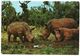 SOMALIA - RINOCERONTE / YIBIRO / RHINOS - Somalia