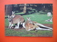 Greetings From Geelong.Red Kangaroo - Geelong