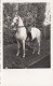 Orig.Fotokarte Um 1940, Offizier Auf Pferd, Format Ca. 13,5 X 8,5 Cm, Gute Erhaltung - 1939-45