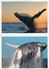 Ensemble De 4 Cartes Postales Couleur (en Accordéon) - Ile De La REUNION - Congrès Mondial Sur Baleine à Bosse - Autres & Non Classés
