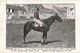 CPA N°1004 - FLOTILLE JUMENT BAIE - Hippisme