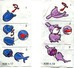 Kinder 1999 : Série Complète Les Poissons Pince-Col Avec 2 BPZ (4 Figurines) - Komplettsets